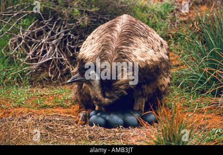 Male emu with eggs at nest, Australia Stock Photo