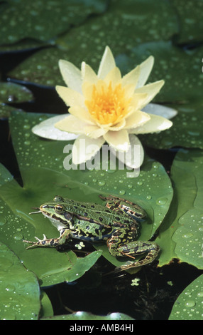European edible frog, common edible frog (Rana kl. esculenta, Rana esculenta), in front water lilies Stock Photo