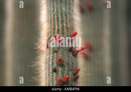 Monkey tail cactus (Cleistocactus jujuyensis, Cleistocactus hyalacanthus, Cleistocactus straussii var. jujuyensis,), blooming Stock Photo