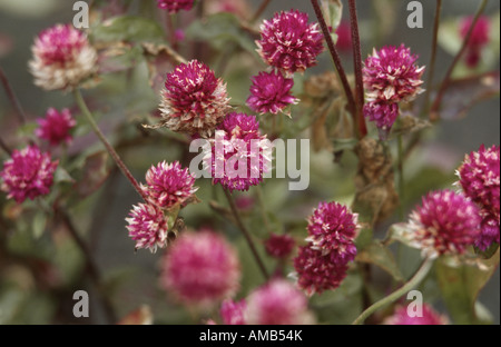 globe amaranth (Gomphrena globosa), blooming Stock Photo