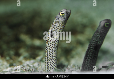 spotted garden eel (Heteroconger hassi, Taenioconger hassi), two individuals Stock Photo