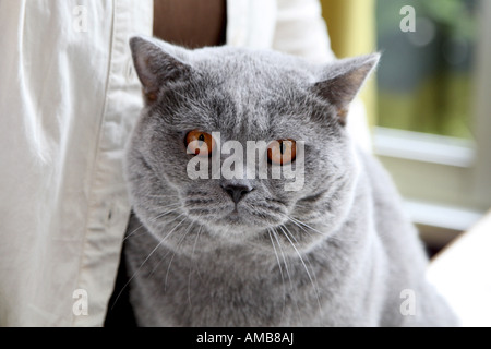 domestic cat, house cat, Chartreux (Felis silvestris f. catus), portrait Stock Photo