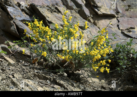 Scotch broom (Cytisus scoparius, Sarothamnus scoparius), shrub on rock, Germany, North Rhine-Westphalia, Eifel NP Stock Photo