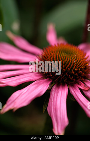 single open purple cone flower Echinacea purpurea Kims Knee High Closeup macro photograph single flower Stock Photo