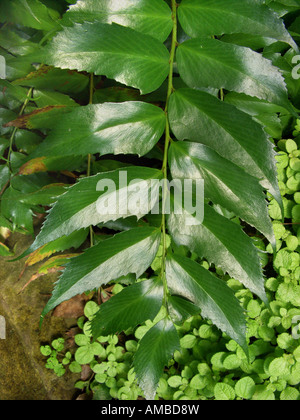 Japanese Holly Farn (Cyrtomium falcatum, Polysticum falcatum), leaf Stock Photo
