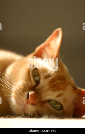 Burmese pedigree cat sun pedigree lying Stock Photo
