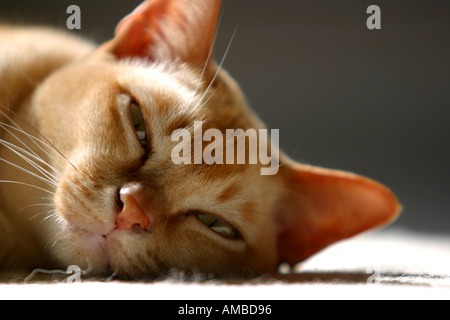Burmese pedigree cat sun pedigree lying Stock Photo
