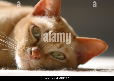 Burmese pedigree cat sun pedigree lying Stock Photo