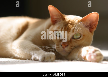 Burmese pedigree cat sun pedigree lying Stock Photo