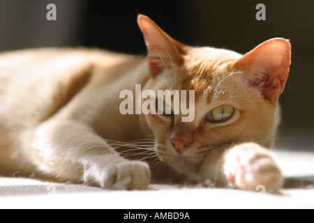Burmese pedigree cat sun pedigree lying Stock Photo
