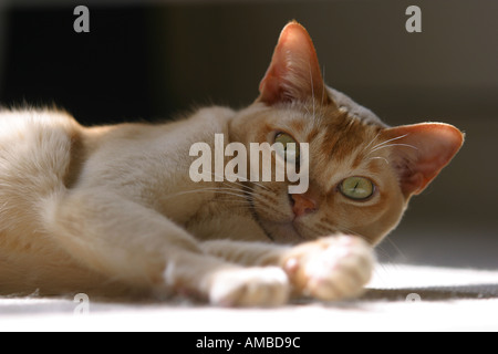 Burmese pedigree cat sun pedigree lying Stock Photo
