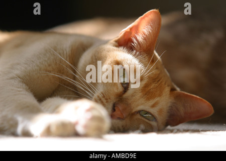 Burmese pedigree cat sun pedigree lying Stock Photo