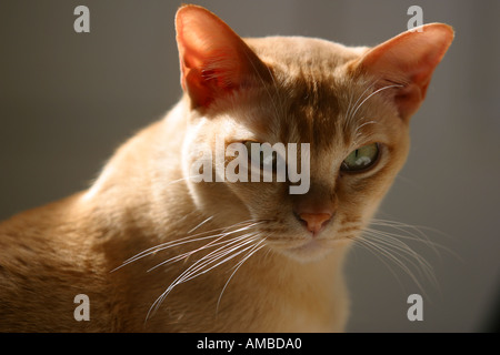 Burmese pedigree cat sun pedigree lying Stock Photo