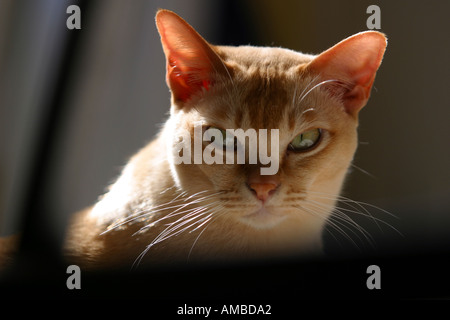 Burmese pedigree cat sun pedigree lying Stock Photo