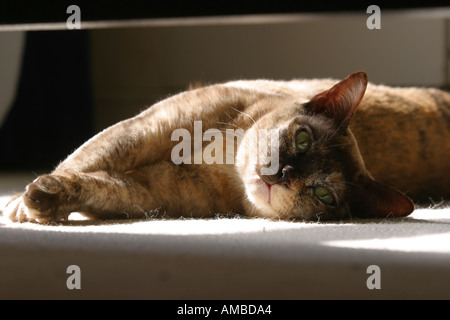 Burmese pedigree cat sun pedigree lying Stock Photo