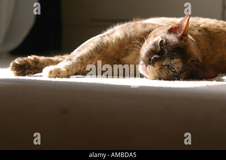 Burmese pedigree cat sun pedigree lying Stock Photo