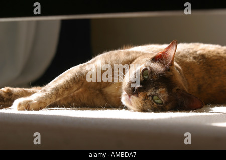 Burmese pedigree cat sun pedigree lying Stock Photo