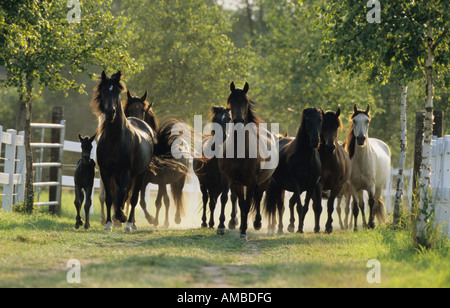 Paso Fino (Equus caballus), herd of mares with foals on their way to a meadow Stock Photo