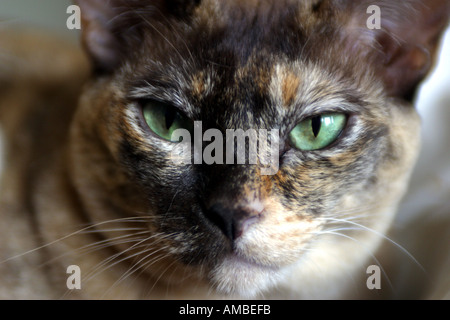 Burmese pedigree cat sun pedigree lying Stock Photo