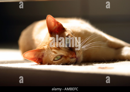 Burmese pedigree cat sun pedigree lying Stock Photo