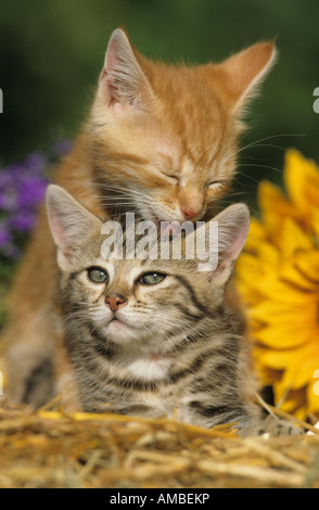 Domestic Cat (Felis catus, Felis silvestris). Two kitten on straw with one licking the others head Stock Photo