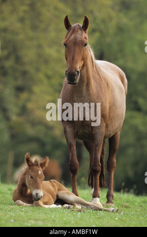 Mangalarga Marchador (Equus caballus), mare standing next to lying foal Stock Photo