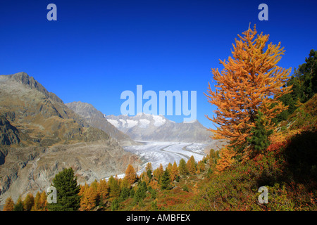 view from Aletsch forest; Wannenhorn, Altesch Glacier, Switzerland, Valais Stock Photo