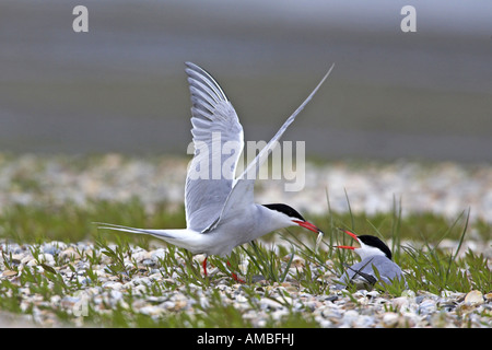 common tern (Sterna hirundo), handing over food to the breeding female, Netherlands, Texel Stock Photo