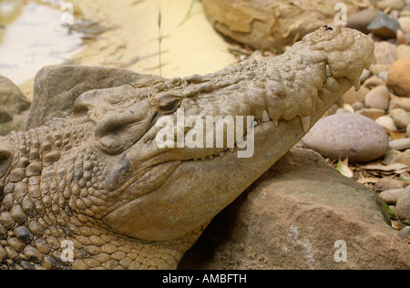 Close up head of Crocodylus porosus Australian saltwater crocodile in wildlife park Sydney. Stock Photo