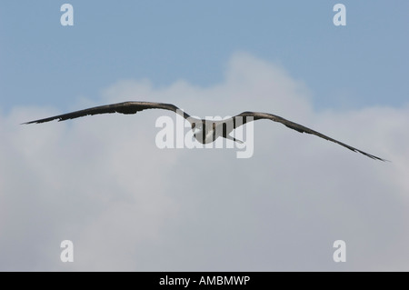 Female Magnificent Frigate (Fregatus magnificens) flying. Galapagos, Ecuador. Stock Photo