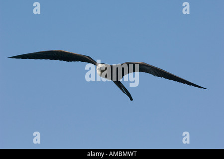 Juvenile Magnificent Frigatebird (Fregatus magnificens) flying. Galapagos, Ecuador. Stock Photo