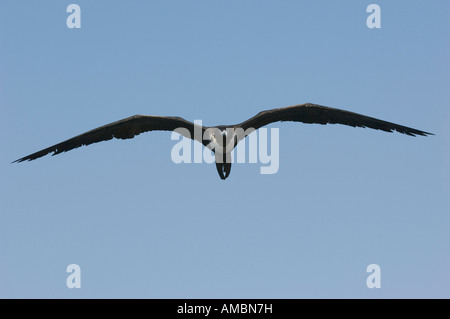 Female Magnificent Frigate (Fregatus magnificens) flying. Galapagos, Ecuador. Stock Photo