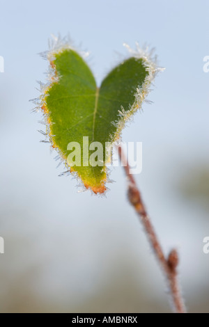 Frozen leaf Stock Photo