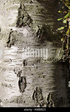 Siver birch bark in autumn Harcourt Arboretum Stock Photo