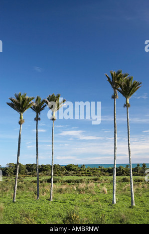 punakea palms in maui hawaii