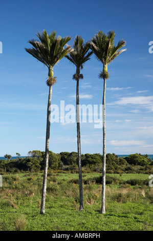 punakea palms in maui hawaii