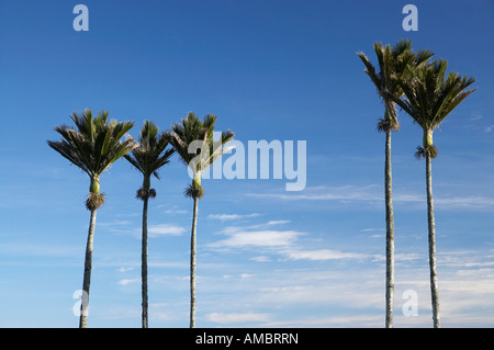 punakea palms in maui hawaii