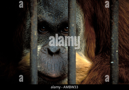 Sumatra a male orangutan behind bars in the Bukit Lawang sanctuary Stock Photo