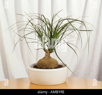 elephant's foot tree / Beaucarnea recurvata Stock Photo