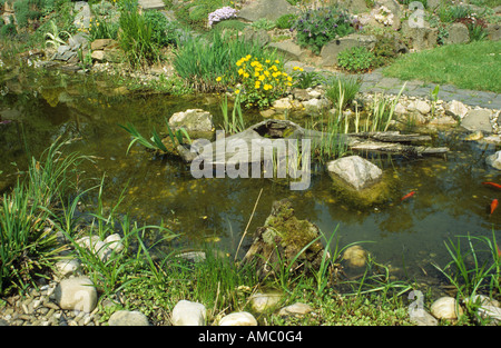 pond with kingcups Stock Photo