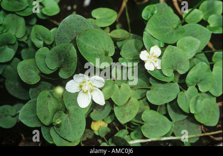 Grass of Parnassus / Parnassia palustris Stock Photo