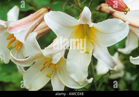 regal lily / Lilium regale
