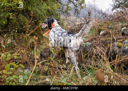 Wet Tri-color English Setter on Point in Brush during Upland Bird Hunt Flying B Ranch Near Kamiah Idaho Stock Photo