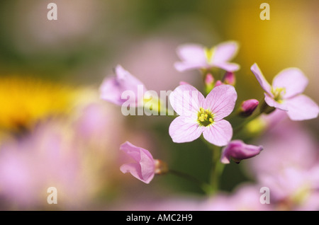 Cuckoo flower / Cardamine pratensis Stock Photo