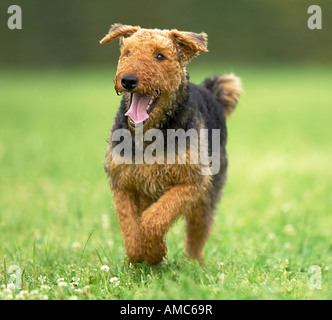 Airedale Terrier. Adult running on a meadow Stock Photo