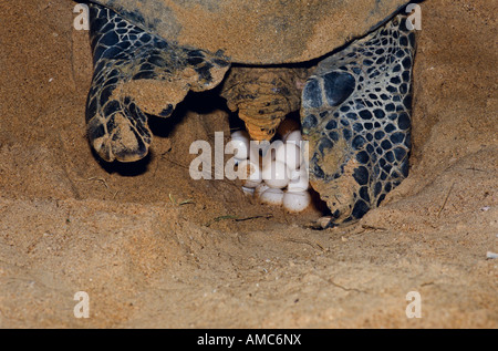 Green turtle at nest, Australia Stock Photo