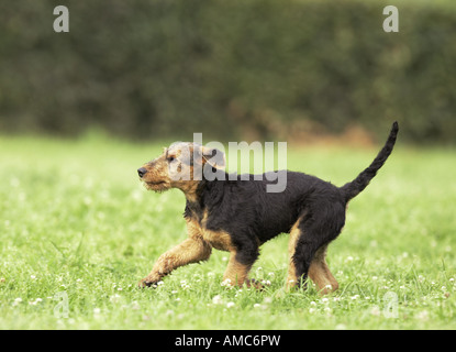 Airedale Terrier dog - puppy on meadow Stock Photo