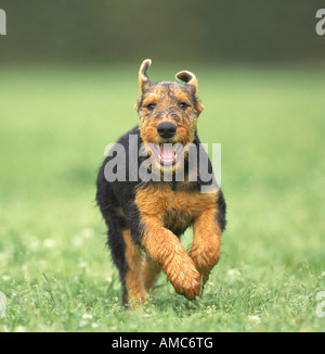 Airedale Terrier dog - puppy on meadow Stock Photo
