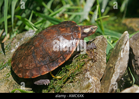Red-bellied Short-necked turtle / Emydura subglobosa