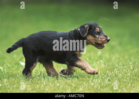 Airedale Terrier. Puppy running on a meadow Stock Photo